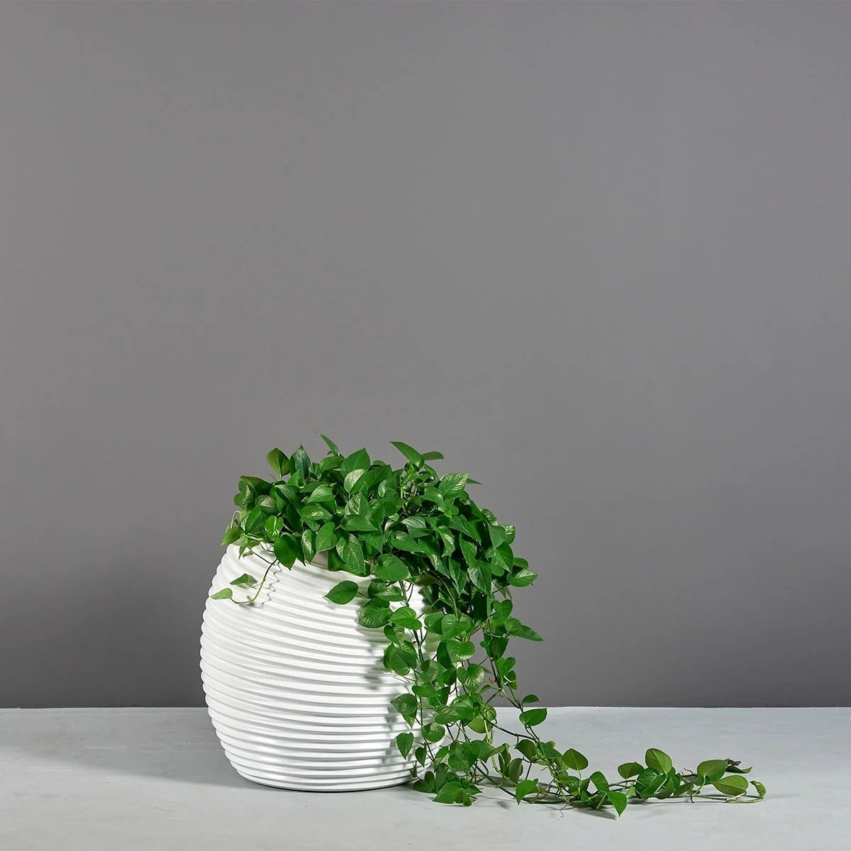 Moderades artificial plant in vase